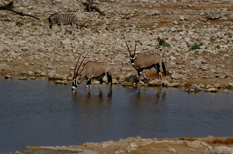 675 Namibia Okt 2006 .JPG